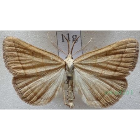 Polypogon tentacularia (Linnaeus, 1758) Szczękalica kleszczanka Czech11g